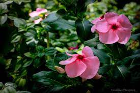 Pin On Donaldchen Photography