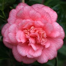 Page Cannot Be Found Beautiful Flowers Camellia Flower Beautiful Pink Flowers