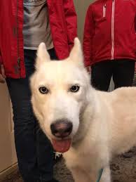 Lost White Husky in Aberdeen, SD, Near 1307 South 1st Street