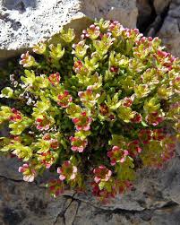 Image result for Galiniera saxifraga