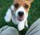 Jack Russell Dachshund Beagle Mix