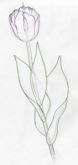 Notice how the leaves fold and where, how they cover the stem and each other. Tulip Drawing Pictures