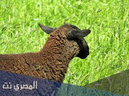 الامتحان في المنام يدل على خوض تجربة جديدة قد تكون شهادة الثانوية العامة او مؤهل جامعى ، وقد تكون وظيفة أو التقدم لعروسة او العكس خطوبة فتاة وتخشى هذه التجربة الجديدة. V24 8akanlrcum