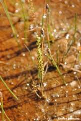 Image result for Triglochin striata