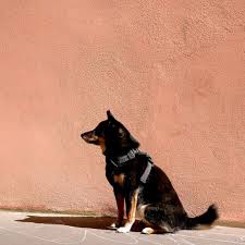 Je Me Fait Dorer La Pilule Au Soleil Mais Pas Trop Quand Meme Il Fait Tres Chaud I Am Getting My Skin Tanned But In 2020 Terrier Boston Terrier Dogs