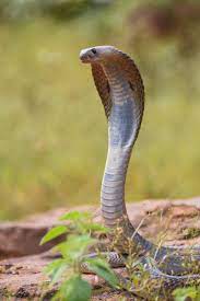 The King Cobra King Cobra Cobra King
