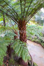 Image result for Cyphia erecta