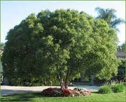 When To Prune A Camphor Tree Cinnamomum Camphora Backyard Landscaping Patio Trees Organic Gardening