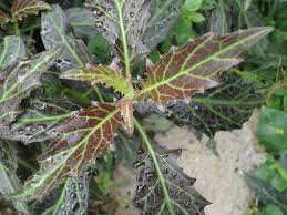 Image result for Gynura pseudochina