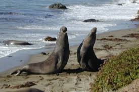 Hancur badan dikandung tanah, budi baik. Anjing Gajah Mirounga Fakta Luar Biasa Ekolss Haiwan