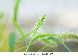 Image result for Setaria longiseta
