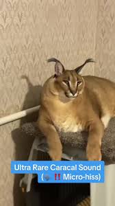 Why Do Caracals Hiss All The Time? - Youtube