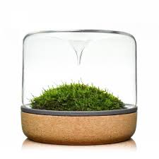 Sanctuary M Rainforest Cork Moss Apartment Plants Best Apartment Plants Botanica