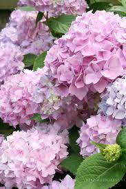 Sommerfrisch Hydrangea Flower Beautiful Flowers Bonsai Flower