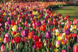 Einlass ist bis 18:00 uhr möglich. Fruhlingszauber Tipps Zur Tulpenblute In Holland Paradise Found De