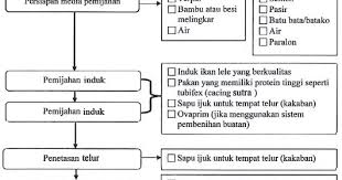 Berikut merupakan diagram alir proses produksi pembenihan ikan konsumsi mulai dari persiapan sarana dan prasarana sampai pemeliharaan larva dan benih seperti diperlihatkan pada gambar dalam kegiatan pembenihan ikan konsumsi khususnya ikan lele, perlu diperhatikan beberapa hal agar memenuhi standar produksi yaitu : Sistem Produksi Pembenihan Ikan Hias