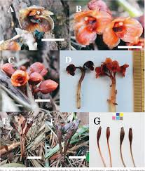 Image result for Gastrodia rwandensis