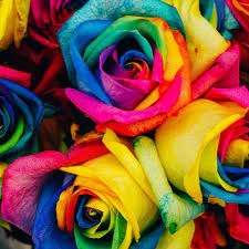 Coloring roses and flowers while learning numbers and colors pixel art game. Rainbow Roses Tap To See More Color Full Wallpapers Mobile9 Rainbow Roses Square Floor Pillows Rainbow Flowers