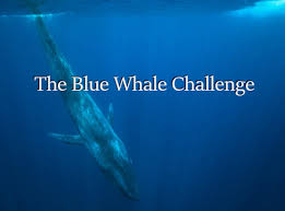 He invites her to play the blue whale, a deadly game, at the end of which midori should become a whale. Blue Whale Game 5 Facts About The Deadly Blue Whale Challenge