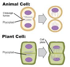 Cytokinesis is the process by which a cell divides its cytoplasm to produce two daughter cells. How Is The Process Of Cytokinesis Different From Plant Class 11 Biology Cbse