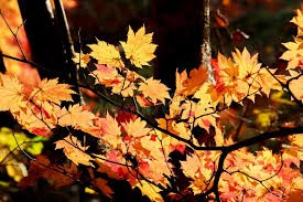 Japanese maples, in general, are fairly easy to grow. Glowing Maple Leaves In Ryuzu Falls Nikko Japan Stock Photo Image Of Asia Ryuzu 144549750