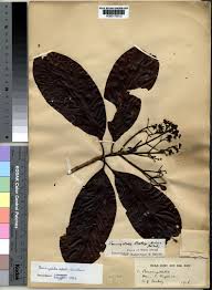 Image result for Corynanthe