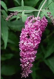 Image result for buddleia davidii