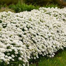 Candytuft Flower Quotes Best Flower Wallpaper