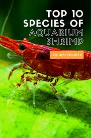The Top 10 Aquarium Shrimp Species Fresh Water Cory Catfish Fish Tank