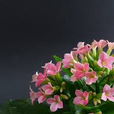 How To Propagate A Kalanchoe Thyrsiflora Ehow Rose Like Flowers Plants Asparagus Fern