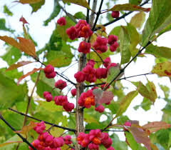 I think it was great find. 14 Beautiful Trees With Ornamental Berries Or Seedpods