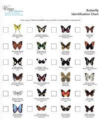 Butterfly Identification Chart Animal Life Butterfly