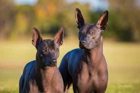 Don't your dragons need xolos to cuddle? Xoloitzcuintle Or Mexican Hairless Dog Australian Dog Lover