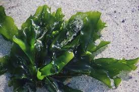 Image result for Ulva rigida