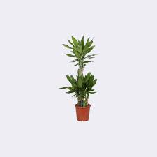 Image result for Dracaena steudneri