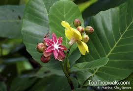 Image result for Dillenia