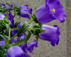 Canterbury Bells Flower Effects Best Flower Wallpaper
