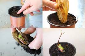 Mangos sind exoten unter den deutschen zimmerpflanzen. Mangokern Einpflanzen Anleitung Zur Anzucht Einer Mango Pflanze