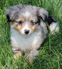 The australian shepherd is best known for his striking merle coat — dark blotches against a lighter background of the same color, giving a sort of marbled appearance — but the coat is not limited to. Pin On Toy Aussie Puppies For Sale In Al Az Ar Ca Co Ct De Fl Ga Id Il In Ia Ks Ky La Me Md Ma Mi Mn Ms Mo Mt Ne Nv Nh Nj Nm Ny Nc Nd Oh Ok Or Pa R