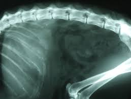 At the clinic our state licensed veterinarians and professional staff will ask you a few questions about your pet's lifestyle. Pet Radiology Pet Scan
