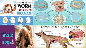 Dog Knot Stuck Or Copulatory Tie Pashudhan Praharee