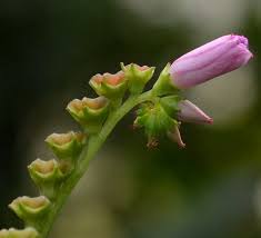 Image result for Calvoa orientalis