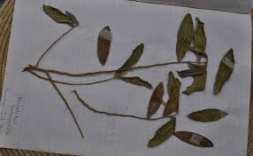 Image result for Hexalobus monopetalus