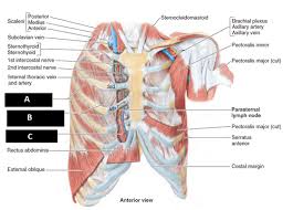 The intercostal spaces are named according to the rib forming the superior border. Ch1 Thorax Flashcards Quizlet
