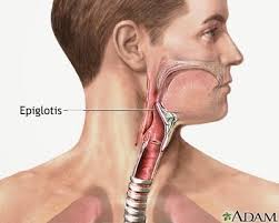 Apa Fungsi Epiglotis Brainly Co Id