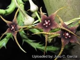 Image result for Orbea caudata