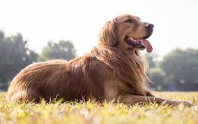 We are always updating our inventory with the best new pet products that you and your pet will love, so check back often to see what new products we are featuring on the site! Golden Retriever Trupanion Dog Breed Guide