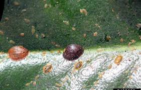 Commercial products like neem oil or insecticidal soaps are effective methods for getting rid of scale, but won't work on all types of scale insects. How Can I Get Rid Of Brown Soft Scale On My Bay Laurel Unh Extension