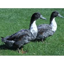 These ducks were first introduced to north america in 1884. Cackle Hatchery Blue Swedish Duck Straight Run Male And Female 707s Blain S Farm Fleet