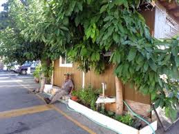 Palo Alto S Last Mobile Home Park Faces Shutdown Where Will Residents Go Kqed